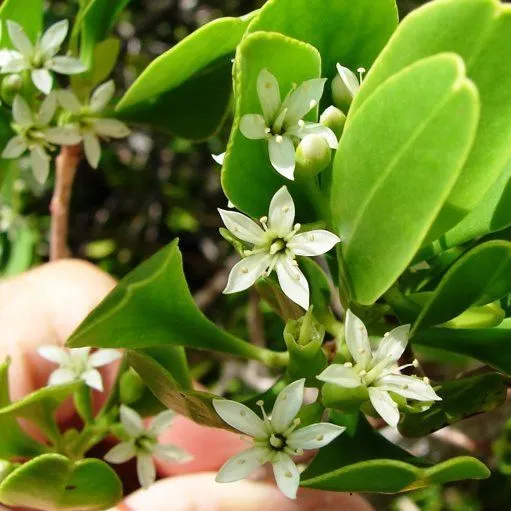 thumbnail for publication: Lumnitzera racemosa, el mangle negro de flor blanca